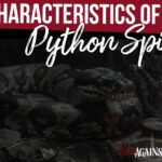 Characteristics of a Python Spirit - Spirit Profile